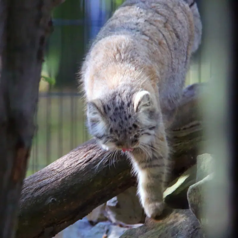 A photograph of Tsas in Kraków Zoo