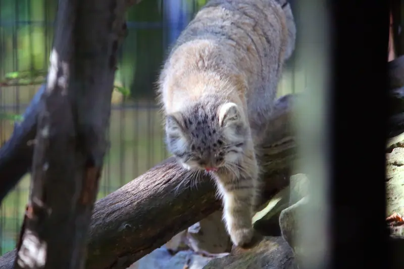 A photograph of Tsas in Kraków Zoo
