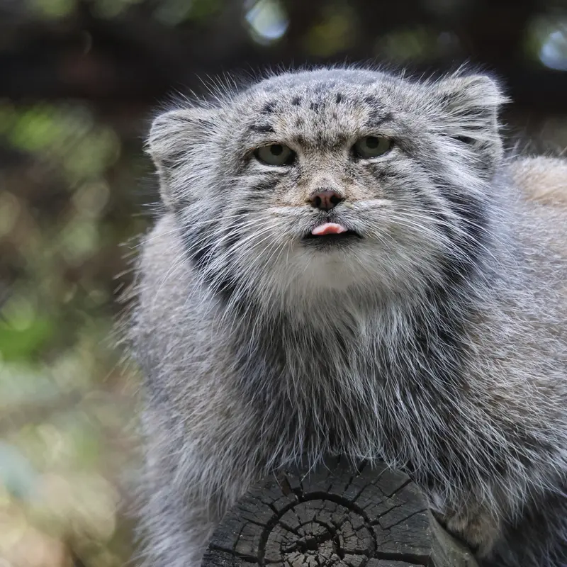 A photograph of Mia in Novosibirsk Zoo