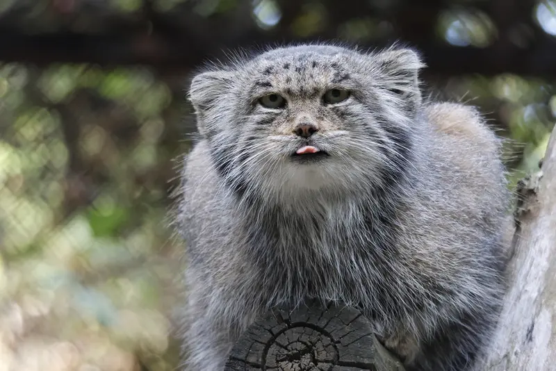A photograph of Mia in Novosibirsk Zoo