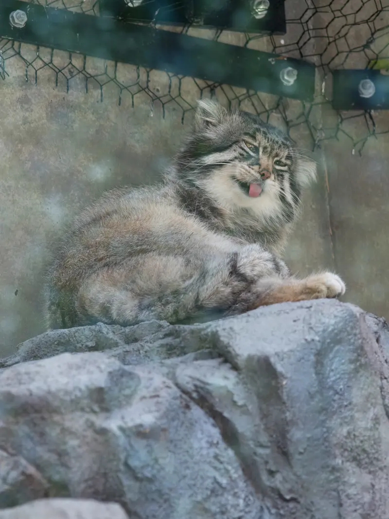 A photograph of Grusha in Asahiyama Zoo