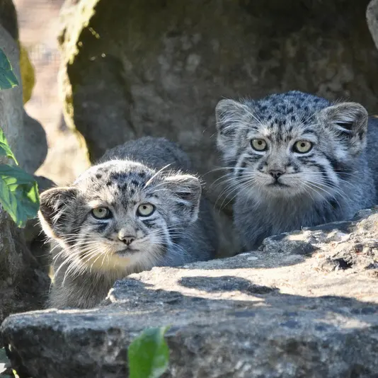 A photograph of Kitten of Namuu b. 2025 Ⅴ in Port Lympne Wild Animal Park