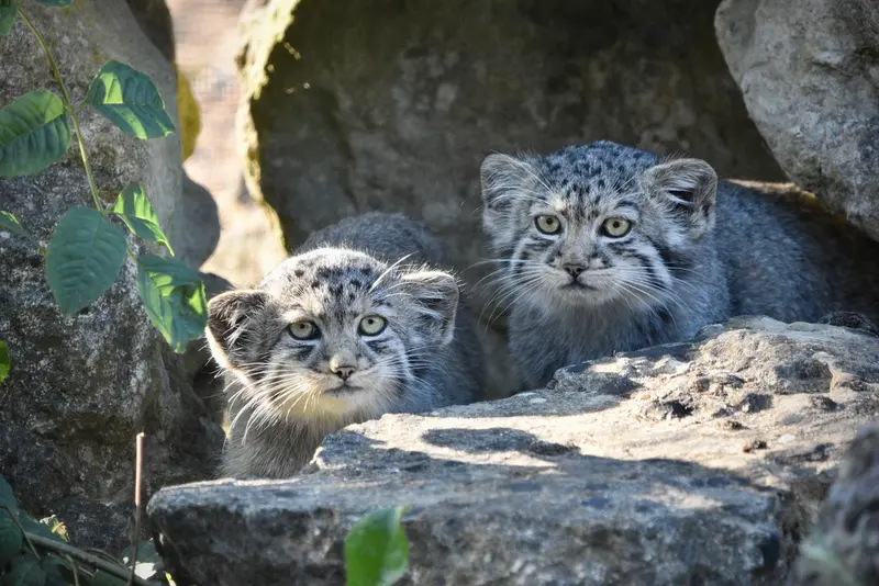 A photograph of Kitten of Namuu b. 2025 in Port Lympne Wild Animal Park