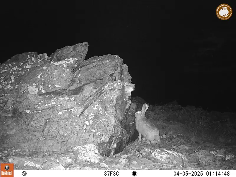 A photograph of Hare from Karashoky camera trap