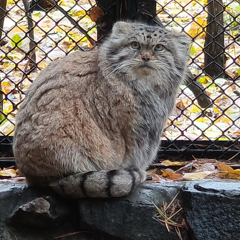 A photograph of Lastochka in Novosibirsk Zoo