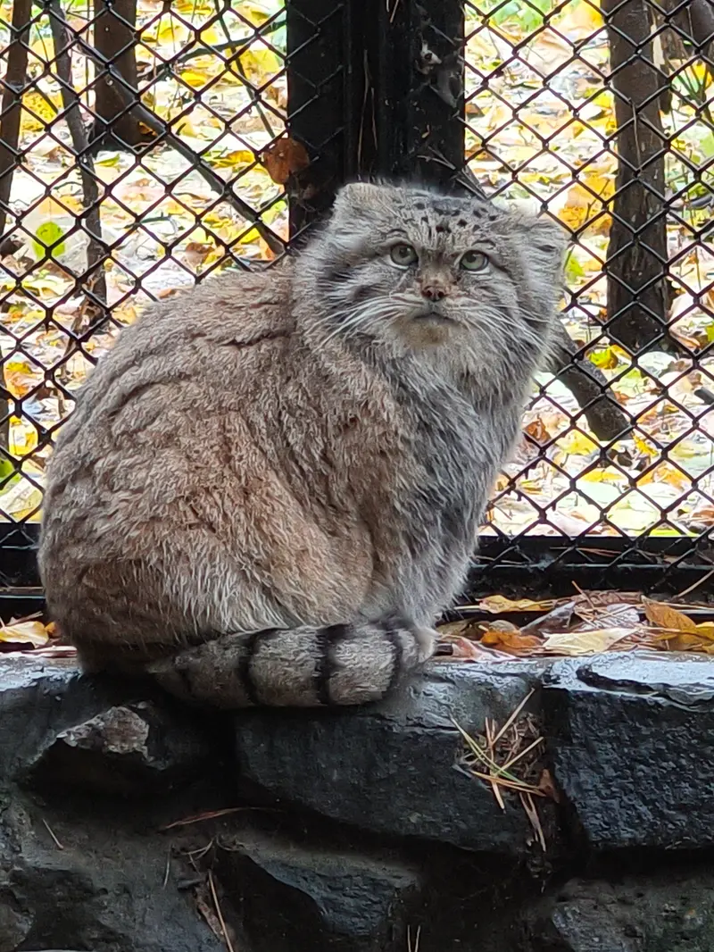 A photograph of Lastochka in Novosibirsk Zoo
