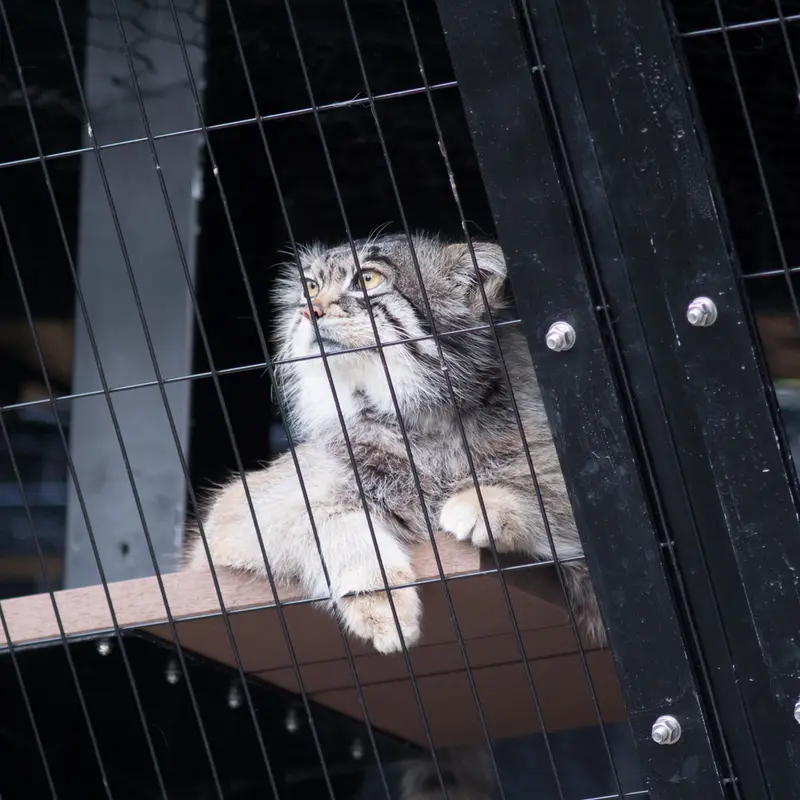 A photograph of Grusha in Asahiyama Zoo