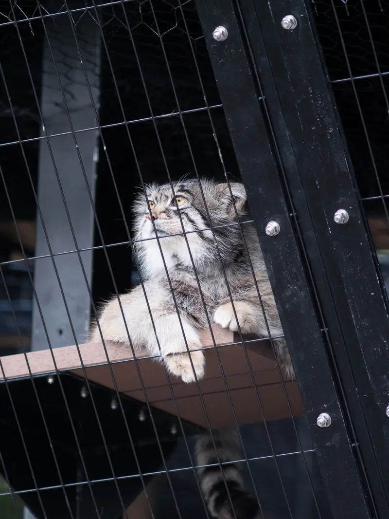 A photograph of Grusha in Asahiyama Zoo