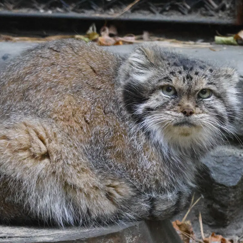 A photograph of Lastochka in Novosibirsk Zoo