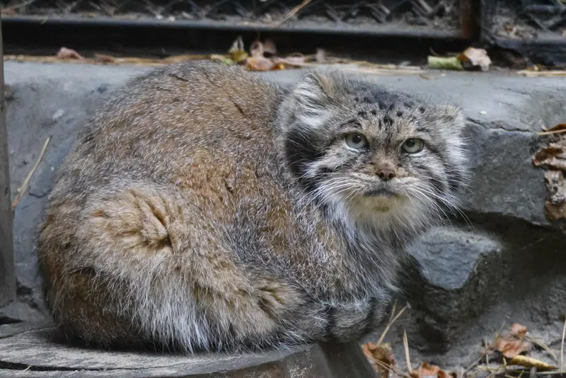 A photograph of Lastochka in Novosibirsk Zoo