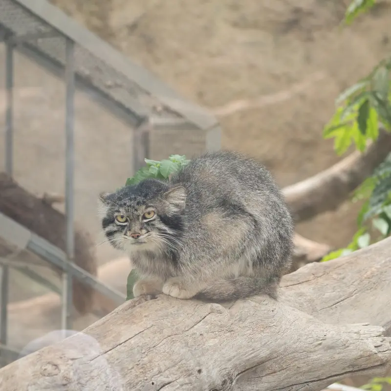 A photograph of Nar in Kobe Animal Kingdom