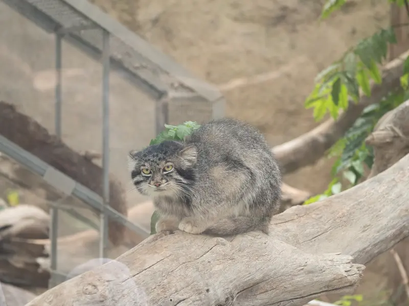 A photograph of Nar in Kobe Animal Kingdom