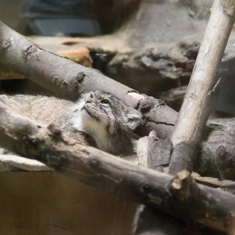 A photograph of Primula in Ueno Zoological Gardens