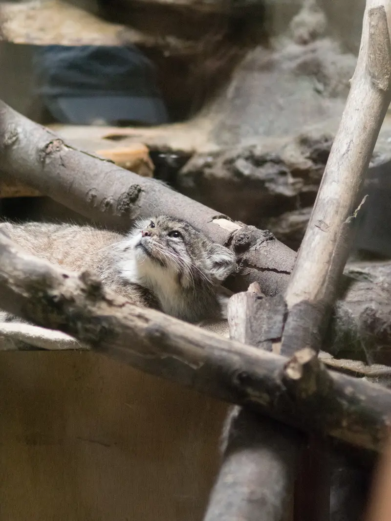 A photograph of Primula in Ueno Zoological Gardens