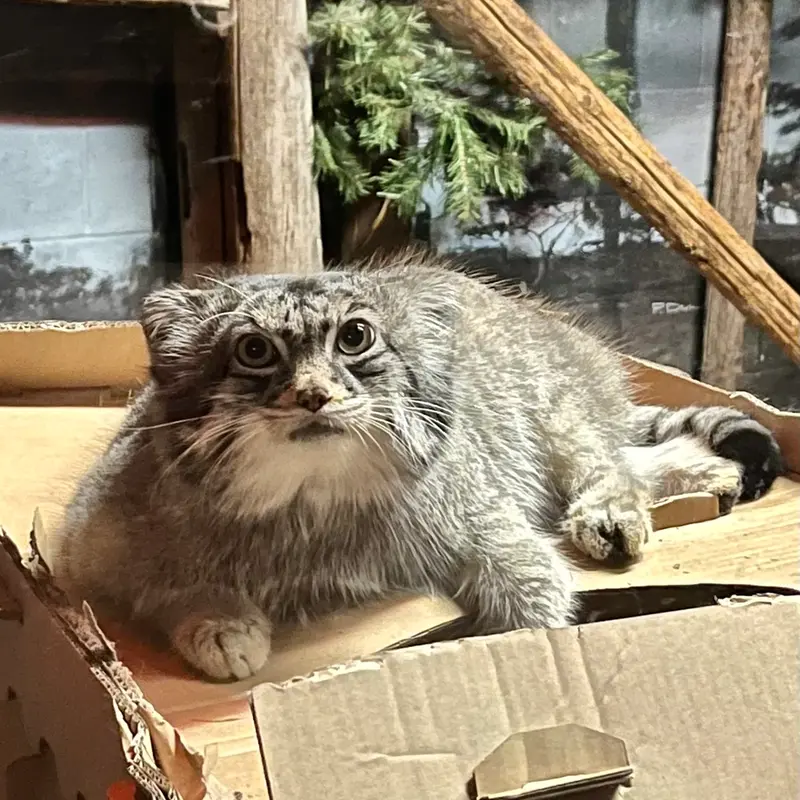 A photograph of Pabu in Lake Superior Zoo