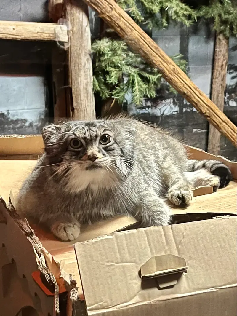 A photograph of Pabu in Lake Superior Zoo