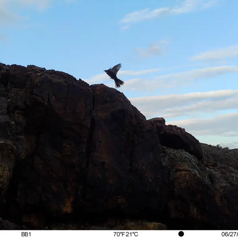 A photograph of a Pallas's cat from Aktas-Kunkora [new] camera trap
