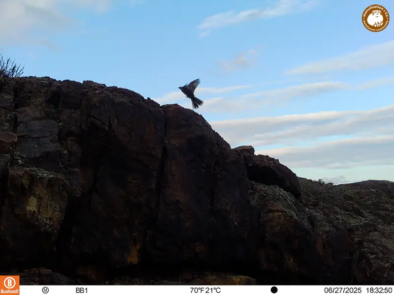A photograph of a Pallas's cat from Aktas-Kunkora [new] camera trap