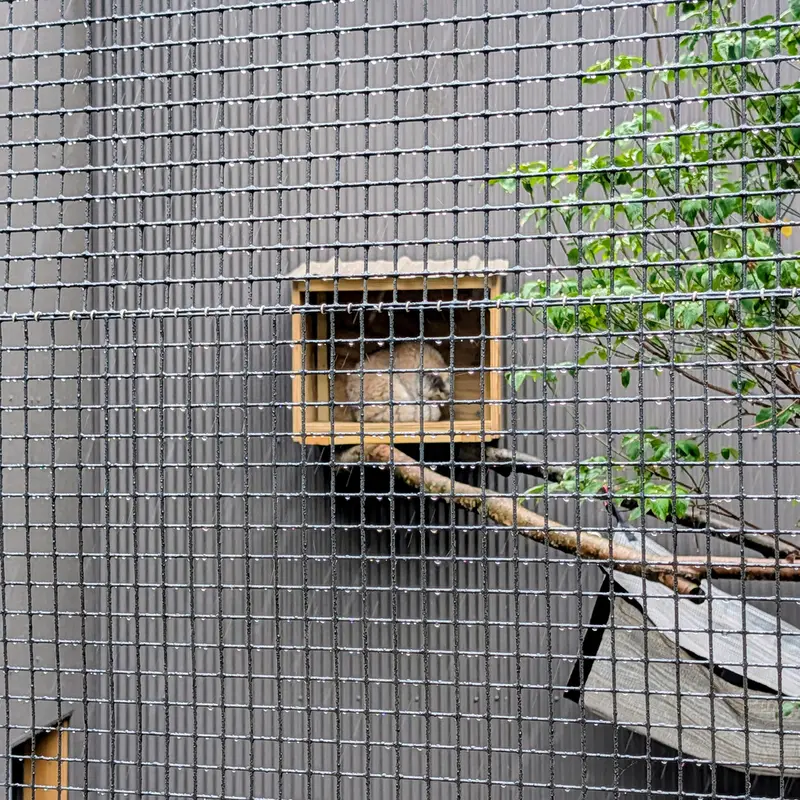 A photograph of Reza in Elmwood Park Zoo
