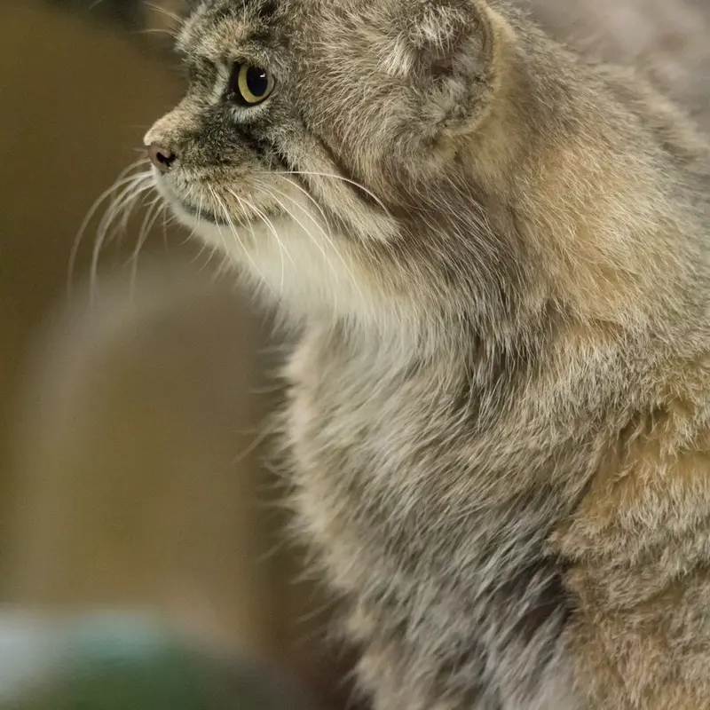 A photograph of Primula in Ueno Zoological Gardens