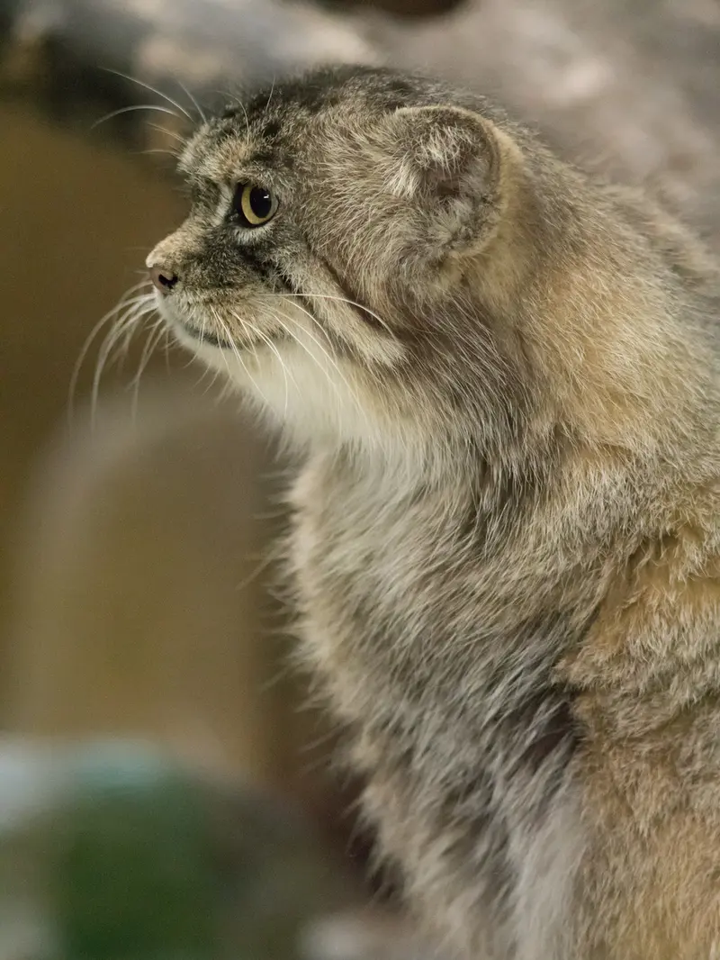 A photograph of Primula in Ueno Zoological Gardens