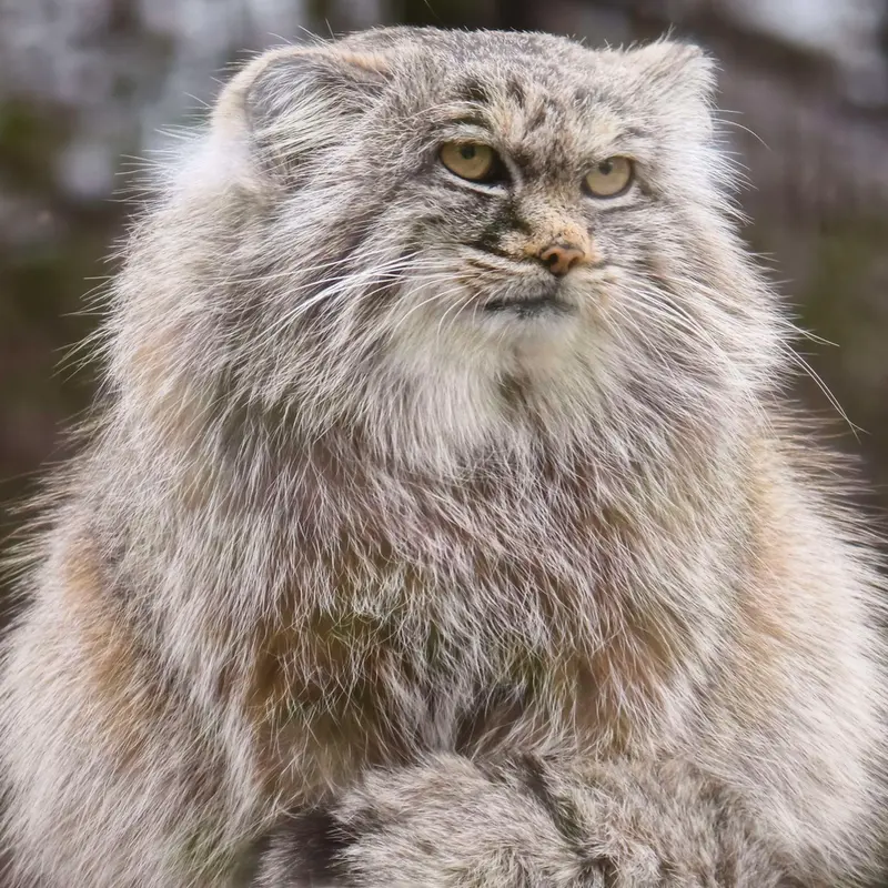 A photograph of Aysen in Košice Zoo