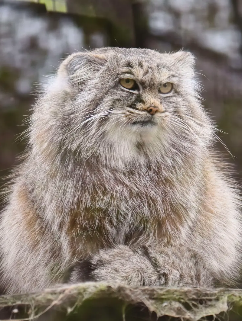 A photograph of Aysen in Košice Zoo