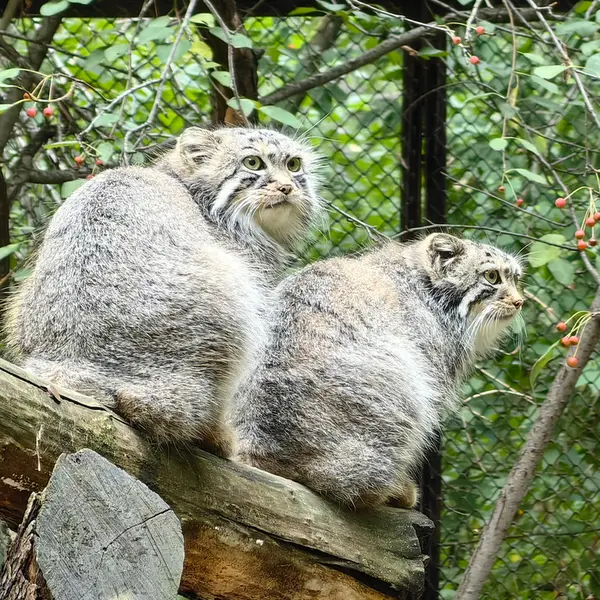 A photograph of Sychik in Novosibirsk Zoo