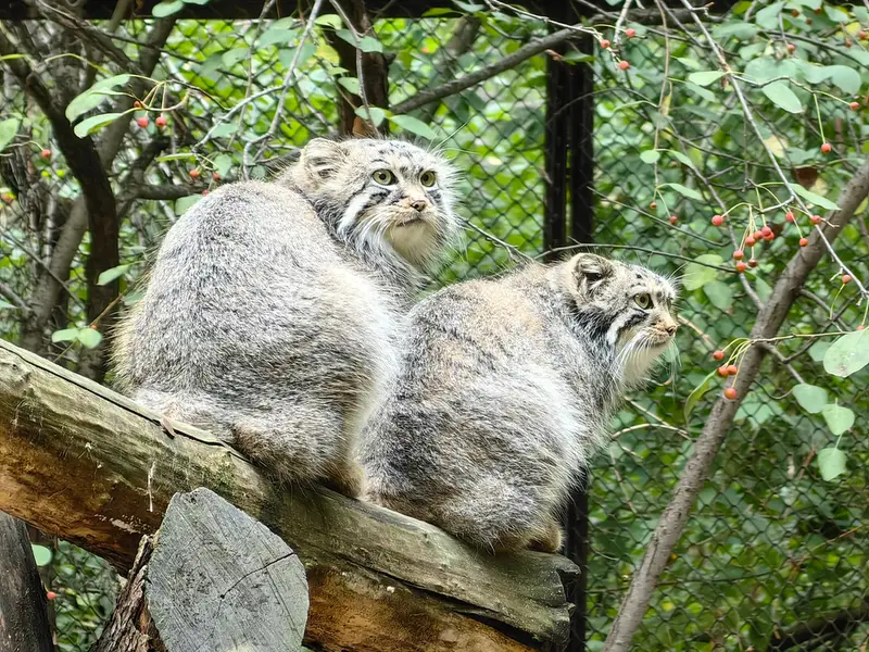 A photograph of Son of Eve 2024 Ⅰ and Sychik in Novosibirsk Zoo