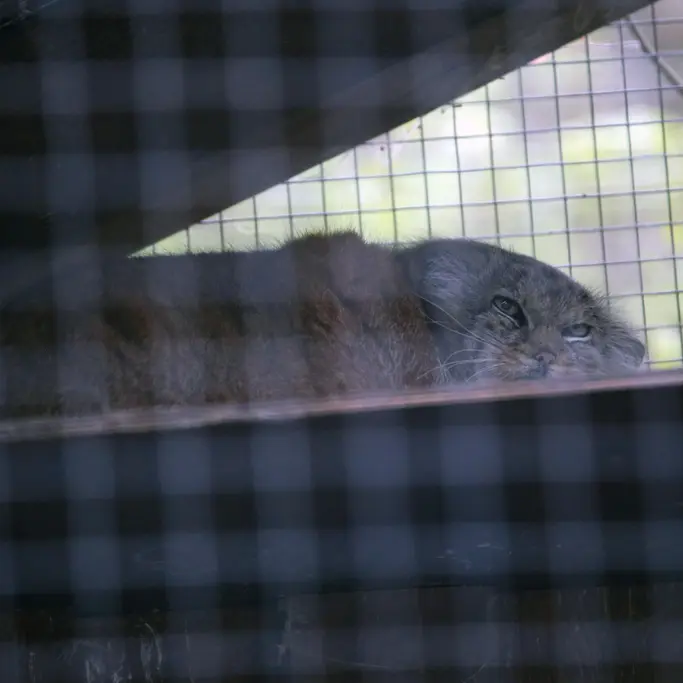 A photograph of Alani in Košice Zoo