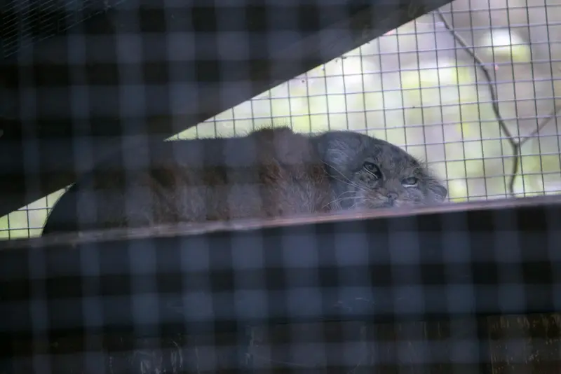 A photograph of Alani in Košice Zoo