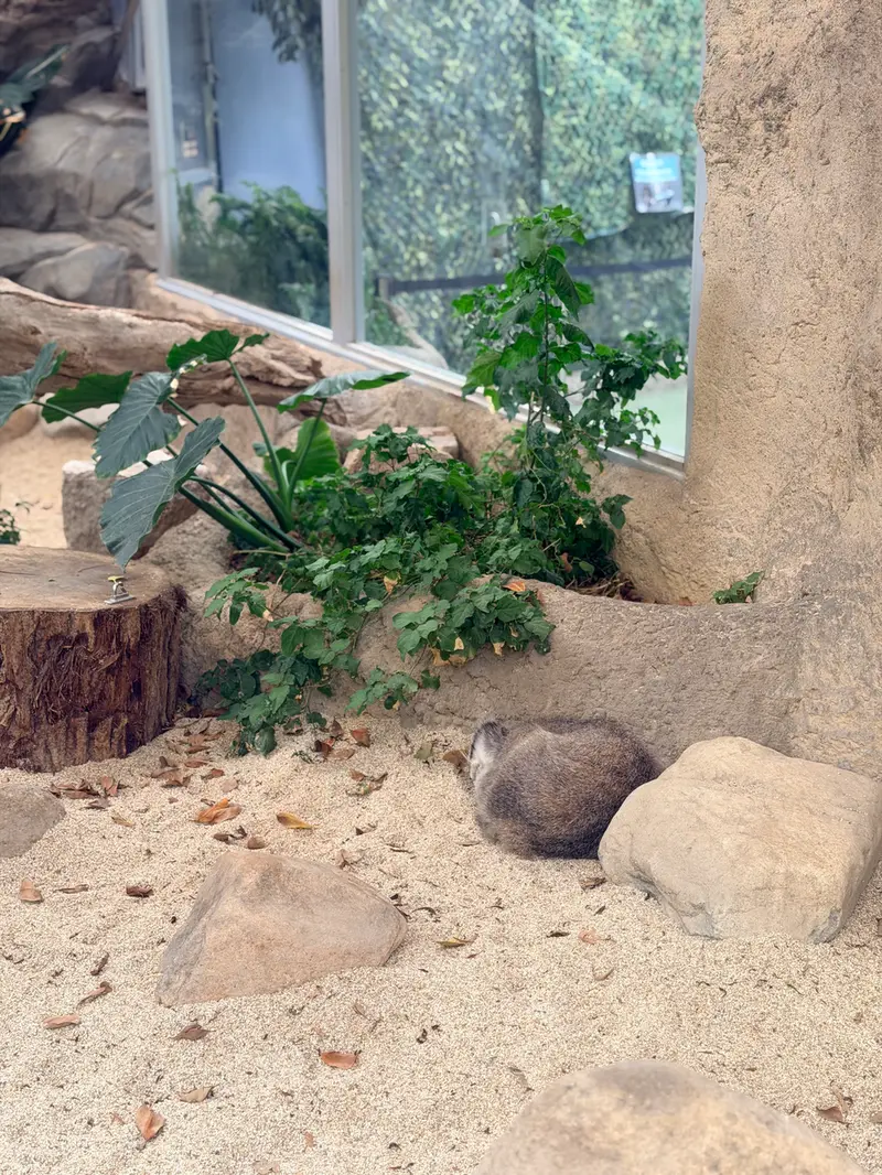 A photograph of Nar in Kobe Animal Kingdom