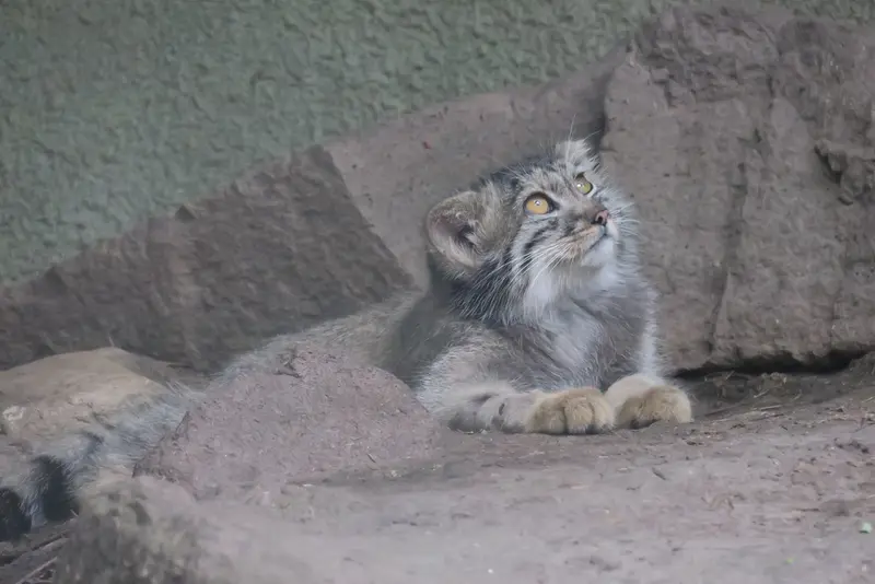 A photograph of Boris Ⅱ in Budapest Zoo & Botanical Garden