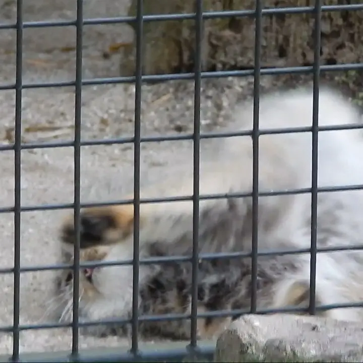 A photograph of Aldan in Zie-Zoo