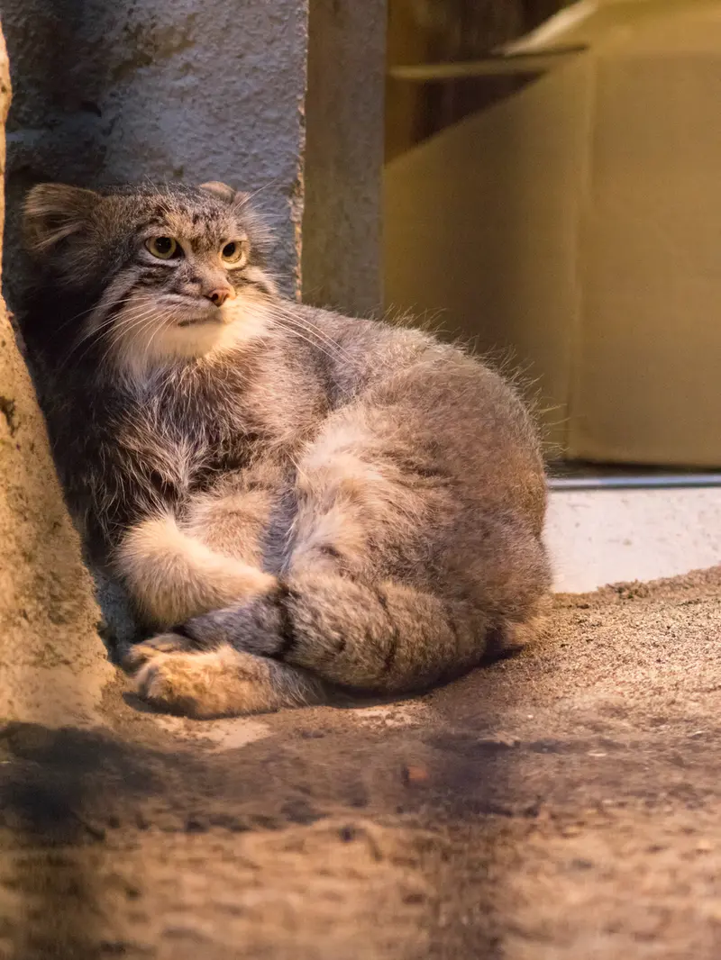 A photograph of Figa in Nogeyama Zoo