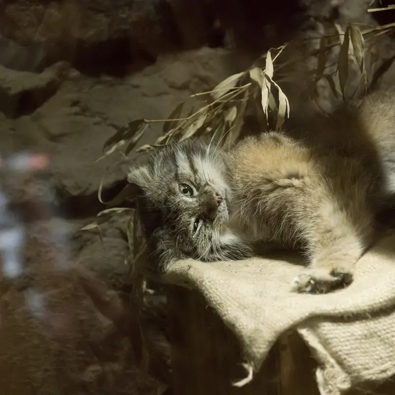 A photograph of Klyon in Ueno Zoological Gardens