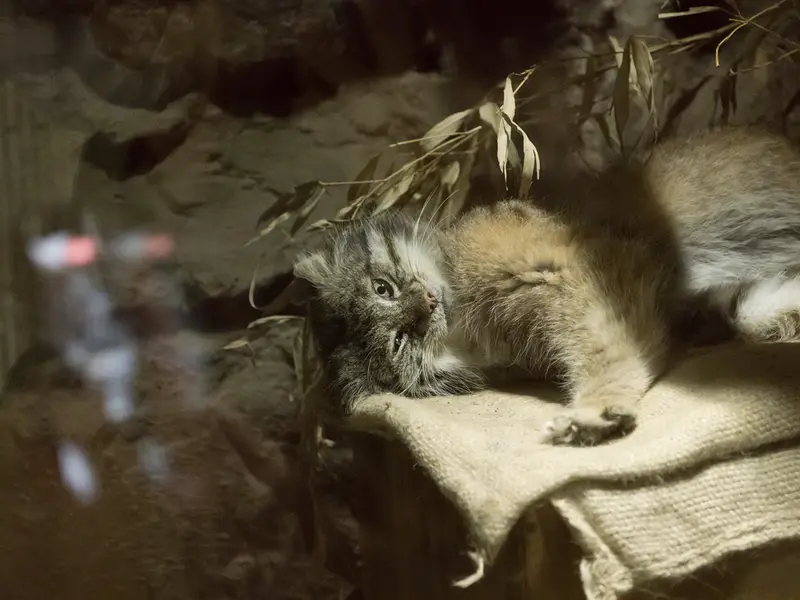 A photograph of Klyon in Ueno Zoological Gardens