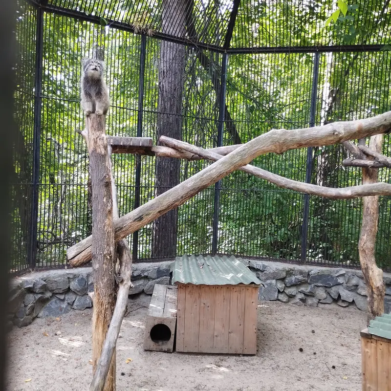 A photograph of a Pallas's cat in Novosibirsk Zoo