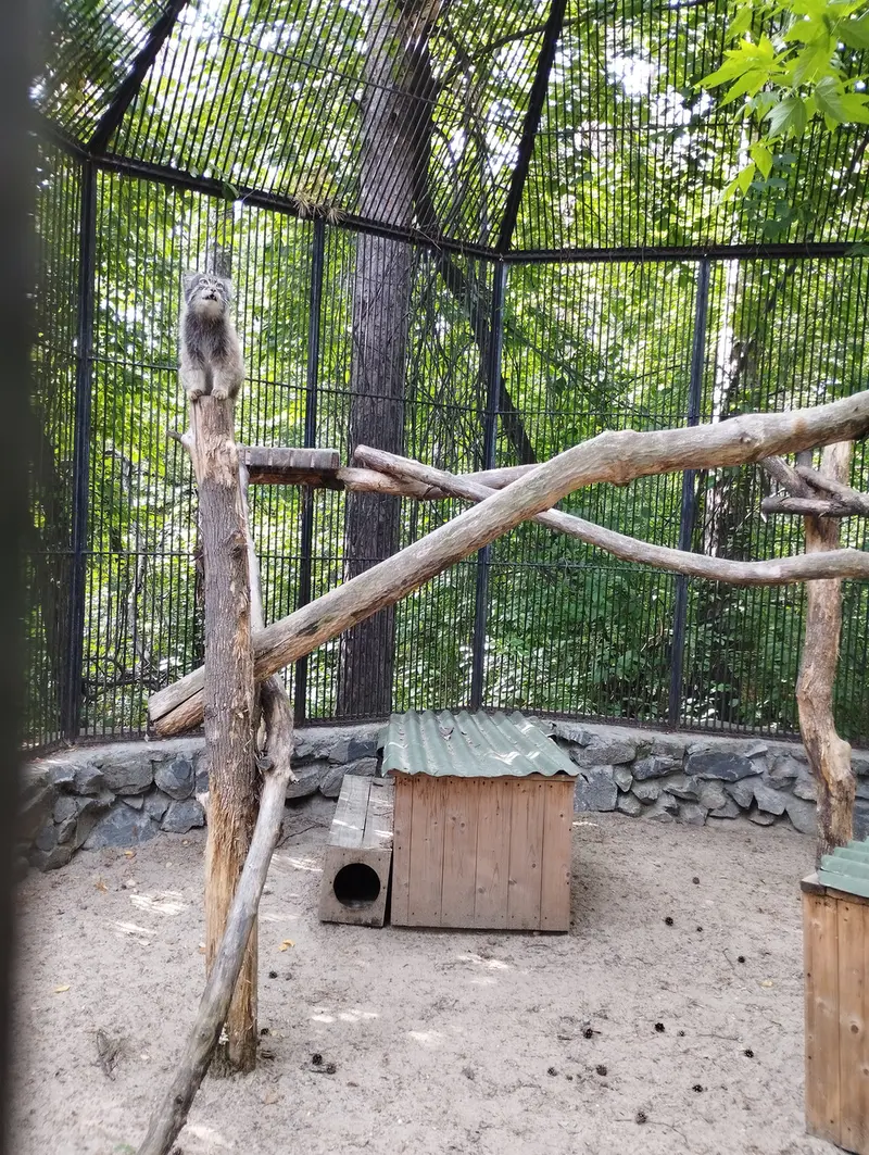A photograph of a Pallas's cat in Novosibirsk Zoo