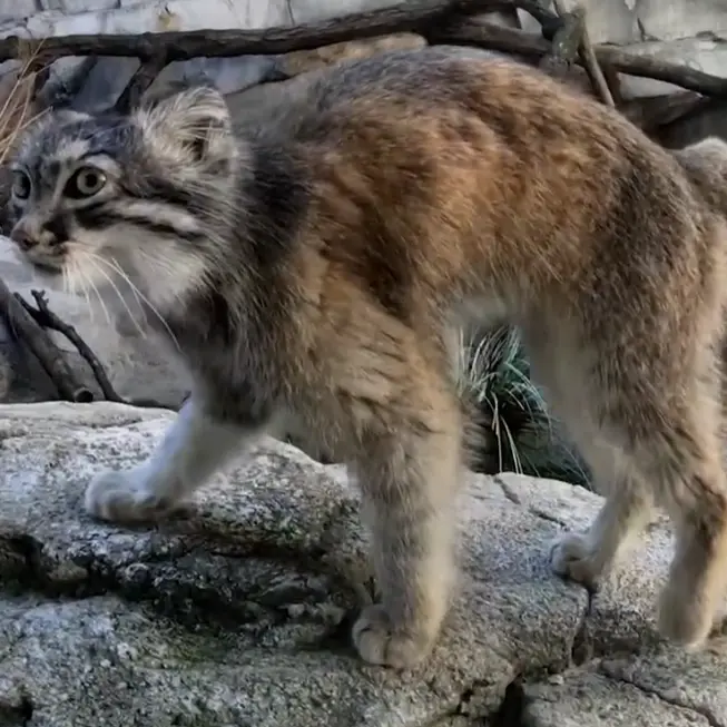 A photograph of Moose in Columbus Zoo and Aquarium