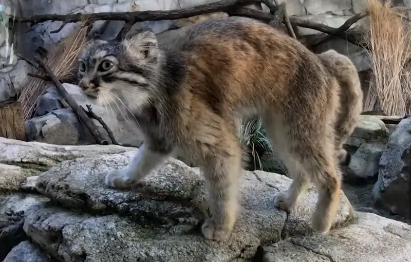 A photograph of Moose in Columbus Zoo and Aquarium