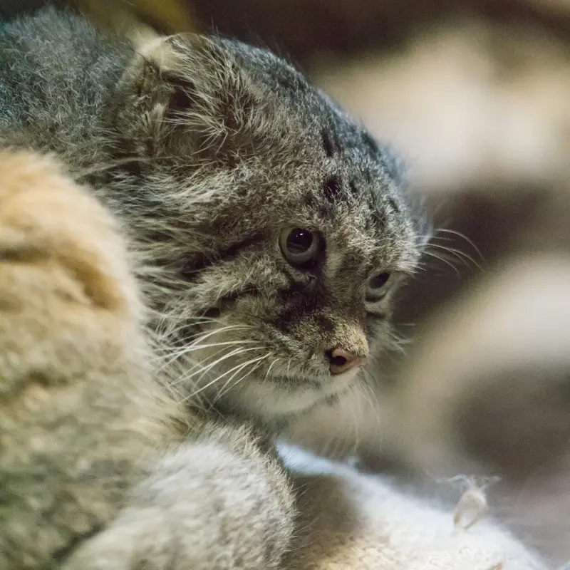 A photograph of Klyon in Ueno Zoological Gardens