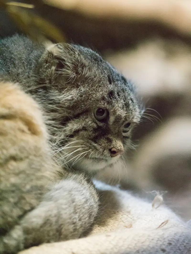 A photograph of Klyon in Ueno Zoological Gardens