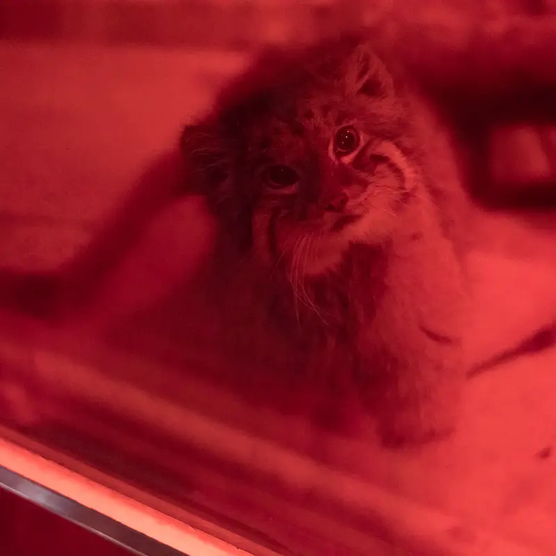 A photograph of Naim in Ueno Zoological Gardens
