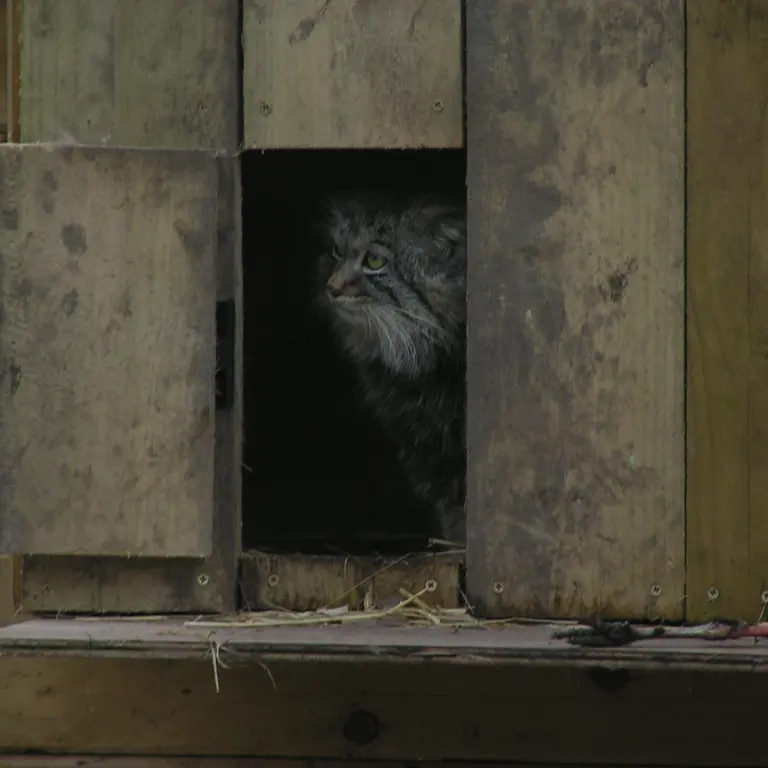 A photograph of Altai in The Lakeland Wildlife Oasis