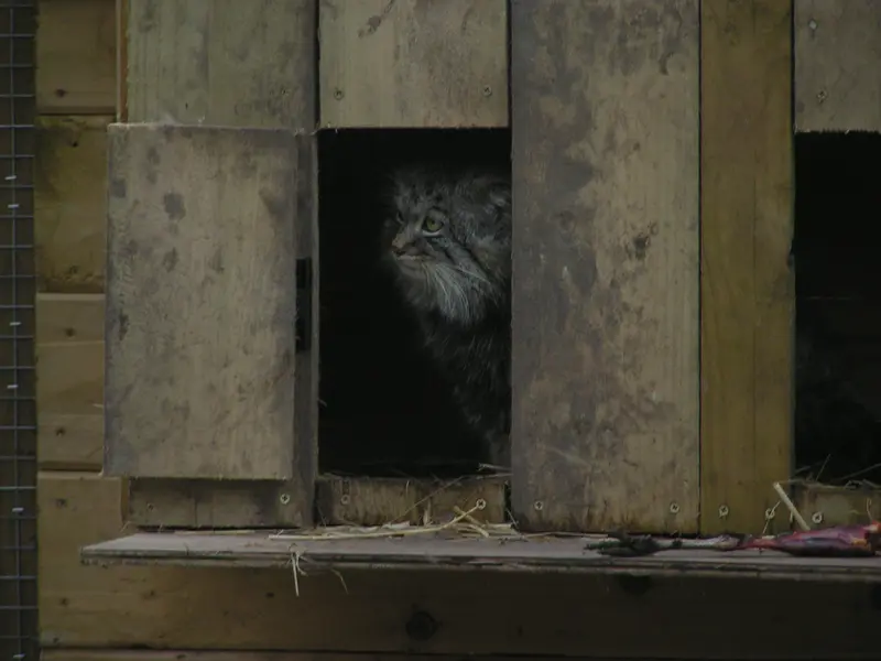 A photograph of Altai in The Lakeland Wildlife Oasis