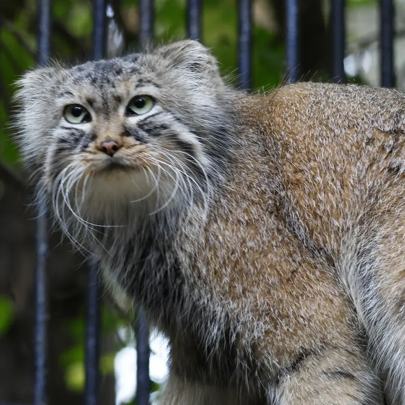 A photograph of Gabi in Novosibirsk Zoo