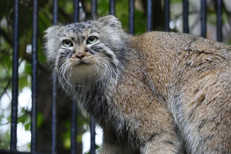 A photograph of Gabi in Novosibirsk Zoo