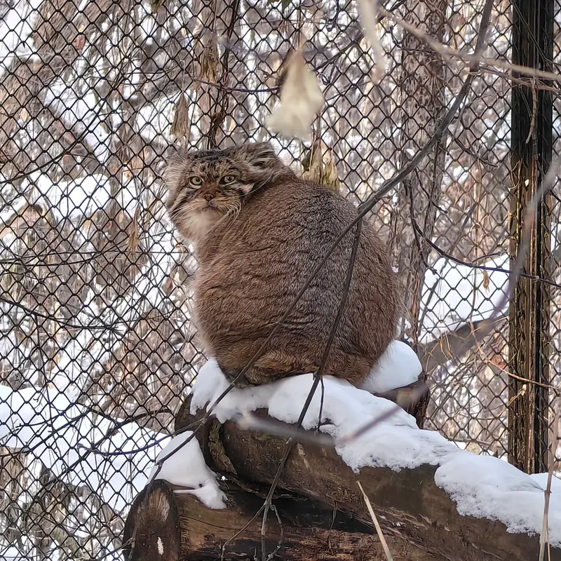 A photograph of George in Novosibirsk Zoo
