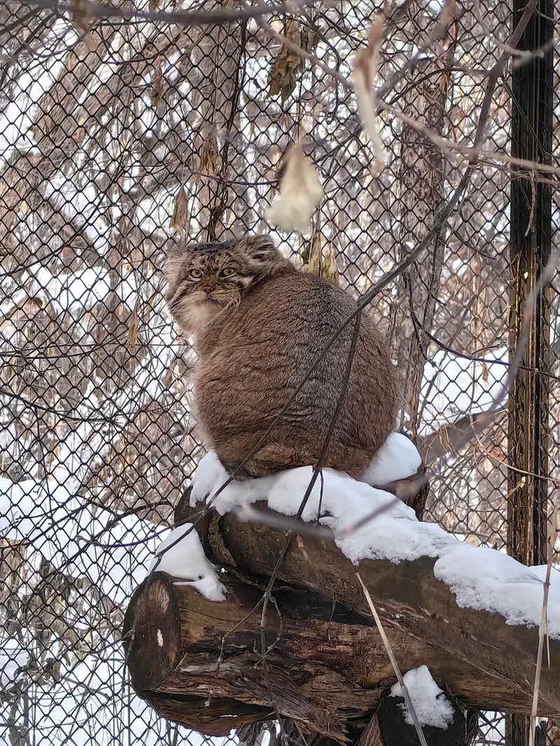 A photograph of George in Novosibirsk Zoo